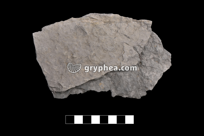 Schiste carton - échantillon - gryphea.org